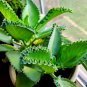 Spurge Fan-Shaped Succulent 300 PCS Seeds
