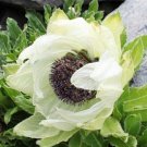 Saussurea involucrata semillas Flower Plant Sementes 30 PCS Seeds