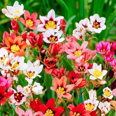 Sparaxis Flowers 100 PCS Seeds