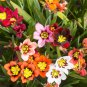 Sparaxis Flowers 100 PCS Seeds