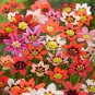 Sparaxis Flowers 100 PCS Seeds