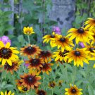 Rudbeckia Hirta Flowers Mixed Flowers 100 PCS Seeds