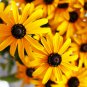 Rudbeckia Hirta Flowers Mixed Flowers 100 PCS Seeds