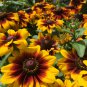 Rudbeckia Hirta Flowers Mixed Flowers 100 PCS Seeds