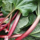 Rhubarb Vanilla Vegetable 10 PCS Seeds