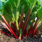 Rhubarb Vanilla Vegetable 10 PCS Seeds