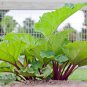 Rhubarb Vanilla Vegetable 10 PCS Seeds