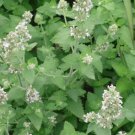 Nepeta cataria Camelina sativa 4000 PCS Seeds