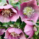 Japanese Potted Helleborus Plant 20 PCS Seeds