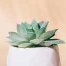 Artificial Succulent Plants Potted 6 PCS Seeds