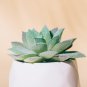 Artificial Succulent Plants Potted 6 PCS Seeds