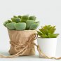 Artificial Succulent Plants Potted 6 PCS Seeds