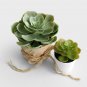 Artificial Succulent Plants Potted 6 PCS Seeds
