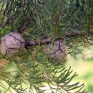Italian Cypress Tree Cupressus Sempervirens 50 PCS Seeds