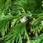 Italian Cypress Tree Cupressus Sempervirens 50 PCS Seeds