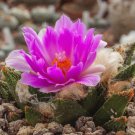 Ariocarpus bravoanus Fresh 10 PCS Seeds Ariocarpus bravoanus Fresh 10 PCS Seeds