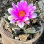 Ariocarpus bravoanus Fresh 10 PCS Seeds