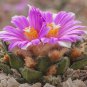 Ariocarpus bravoanus Fresh 10 PCS Seeds