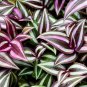 Zebrina Purple Light Gray Stripes Leaves 100 PCS Seeds