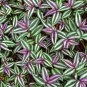 Zebrina Purple Light Gray Stripes Leaves 100 PCS Seeds