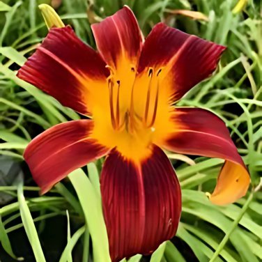 Hemerocallis Mixed 6 Colors 100 PCS Seeds