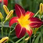 Hemerocallis Mixed 6 Colors 100 PCS Seeds