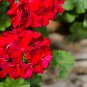 Geranium Flower Bonsai 20 PCS Seeds