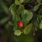 Wikstroemia indica 10 PCS Seeds