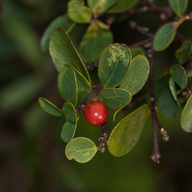 Wikstroemia indica 10 PCS Seeds
