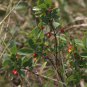 Wikstroemia indica 10 PCS Seeds