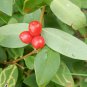 Wikstroemia indica 10 PCS Seeds