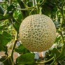 White Muskmelon Sugar Jar Melon Delicious Fruit Garden 200 PCS Seeds White Muskmelon Sugar Jar Melon Delicious Fruit Garden 200 PCS Seeds