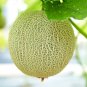 White Muskmelon Sugar Jar Melon Delicious Fruit Garden 200 PCS Seeds
