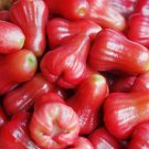 Wax Tropical Fruit Tree 50 PCS Seeds Wax Tropical Fruit Tree 50 PCS Seeds