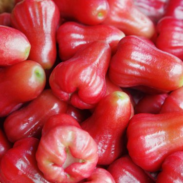 Wax Tropical Fruit Tree 50 PCS Seeds