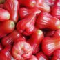 Wax Tropical Fruit Tree 50 PCS Seeds