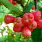 Wax Tropical Fruit Tree 50 PCS Seeds