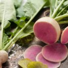 Watermelon Radish 400 PCS Seeds