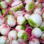 Watermelon Radish 400 PCS Seeds