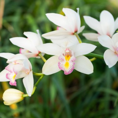 Tiger Phalaenopsis Orchid 200 PCS Seeds