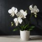 Tiger Phalaenopsis Orchid 200 PCS Seeds