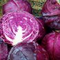 The more purple cabbage 250 PCS Seeds