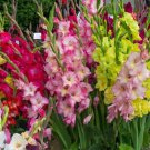 Sword Lily Gladiolus Bulbs 10 PCS Seeds
