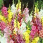 Sword Lily Gladiolus Bulbs 10 PCS Seeds