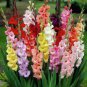 Sword Lily Gladiolus Bulbs 10 PCS Seeds