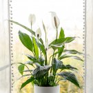 Spathiphyllum Bonsai Potted Balcony 100 PCS Seeds