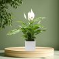 Spathiphyllum Bonsai Potted Balcony 100 PCS Seeds