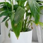 Spathiphyllum Bonsai Potted Balcony 100 PCS Seeds