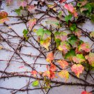 Vine Woodbine Grape Boston Ivy Colorful 100 PCS Seeds