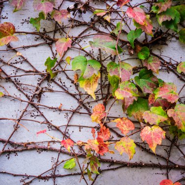 Vine Woodbine Grape Boston Ivy Colorful 100 PCS Seeds